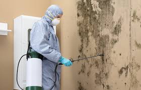 Best Real Estate Mold Inspection  in Clendenin, WV